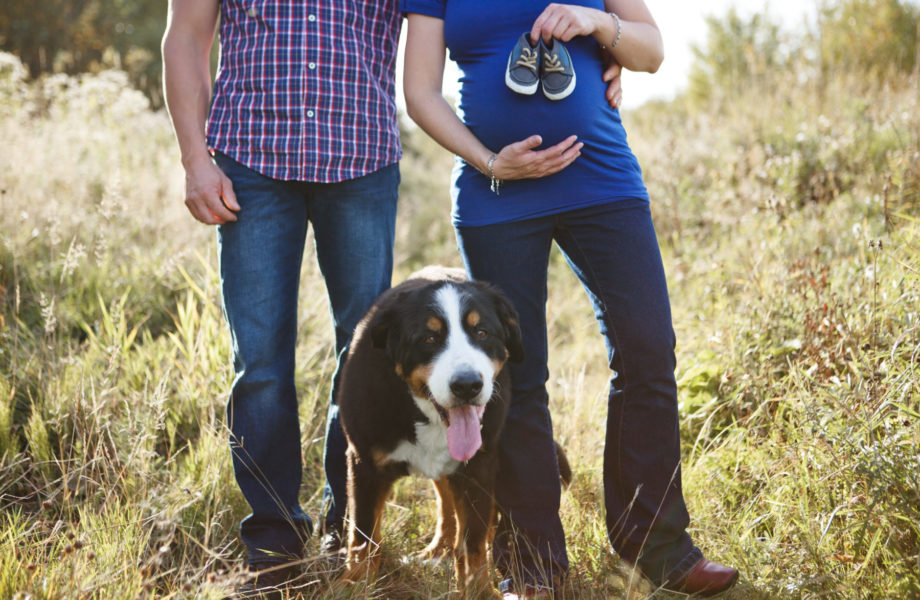Fall maternity photos with dog. Séance maternité avec chien automne