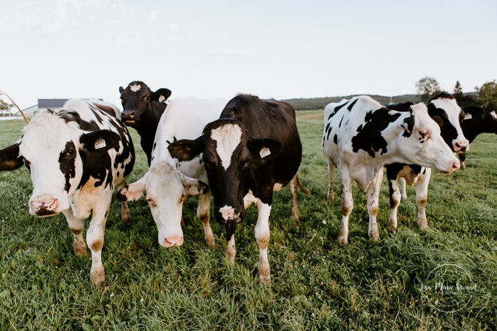 Dairy farm photos with cows. Farm photo session. Family photos with cows. Countryside family photos. Séance photo à la ferme avec des vaches. Séance photo ferme laitière. Photographe de famille à Montréal. Montreal family photographer.