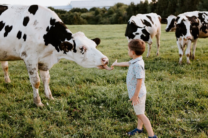 Little boy petting cow. Dairy farm photos with cows. Farm photo session. Family photos with cows. Countryside family photos. Photos de famille à la campagne. Photos de famille dans un champ. Photographe de famille à Montréal. Montreal family photographer.
