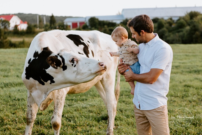 Little boy petting cow. Dairy farm photos with cows. Farm photo session. Family photos with cows. Countryside family photos. Photos de famille à la campagne. Photos de famille dans un champ. Photographe de famille à Montréal. Montreal family photographer.