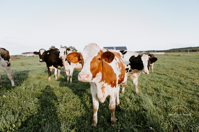 Dairy farm photos with cows. Farm photo session. Family photos with cows. Countryside family photos. Séance photo à la ferme avec des vaches. Séance photo ferme laitière. Photographe de famille à Montréal. Montreal family photographer.