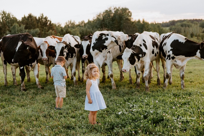 Boy and girl petting cows. Siblings petting cows. Dairy farm photos with cows. Farm photo session. Family photos with cows. Countryside family photos. Photos de famille à la campagne. Photos de famille dans un champ. Photographe de famille à Montréal. Montreal family photographer.