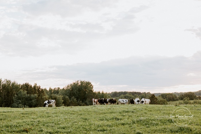 Dairy farm photos with cows. Farm photo session. Family photos with cows. Countryside family photos. Séance photo à la ferme avec des vaches. Séance photo ferme laitière. Photographe de famille à Montréal. Montreal family photographer.