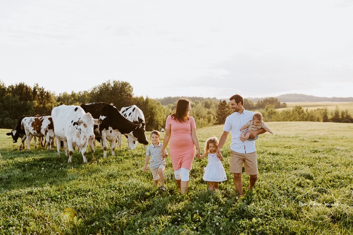 Dairy farm photos with cows. Farm photo session. Family photos with cows. Countryside family photos. Séance photo à la ferme avec des vaches. Séance photo ferme laitière. Photographe de famille à Montréal. Montreal family photographer.