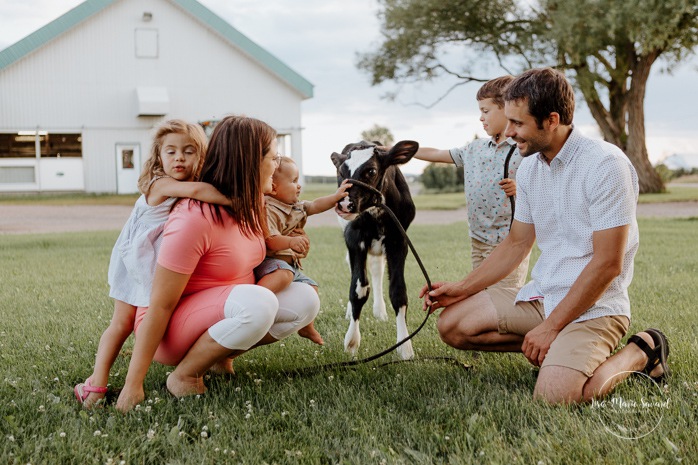 Family petting cow calf. Dairy farm photos with cows. Farm photo session. Family photos with cows. Countryside family photos. Photos de famille à la campagne. Photos de famille dans un champ. Photographe de famille à Montréal. Montreal family photographer.