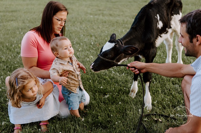 Baby boy petting cow calf. Dairy farm photos with cows. Farm photo session. Family photos with cows. Countryside family photos. Photos de famille à la campagne. Photos de famille dans un champ. Photographe de famille à Montréal. Montreal family photographer.