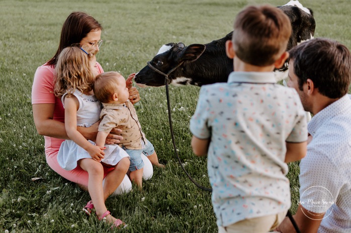 Baby boy petting cow calf. Dairy farm photos with cows. Farm photo session. Family photos with cows. Countryside family photos. Photos de famille à la campagne. Photos de famille dans un champ. Photographe de famille à Montréal. Montreal family photographer.