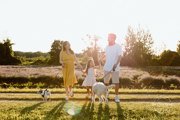 Lavender field family photos. Lavender field photo session. Family photos with dogs. Family photos with pets. Golden hour family photos. Séance photo à la Maison Lavande. Maison Lavande photoshoot. Photos de fiançailles à Montréal. Montreal engagement photos.