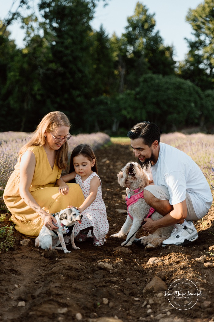 Lavender field family photos. Lavender field photo session. Family photos with dogs. Family photos with pets. Golden hour family photos. Séance photo à la Maison Lavande. Maison Lavande photoshoot. Photos de fiançailles à Montréal. Montreal engagement photos.