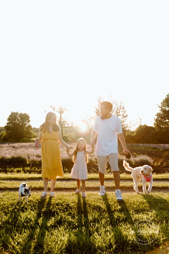 Lavender field family photos. Lavender field photo session. Family photos with dogs. Family photos with pets. Golden hour family photos. Séance photo à la Maison Lavande. Maison Lavande photoshoot. Photos de fiançailles à Montréal. Montreal engagement photos.