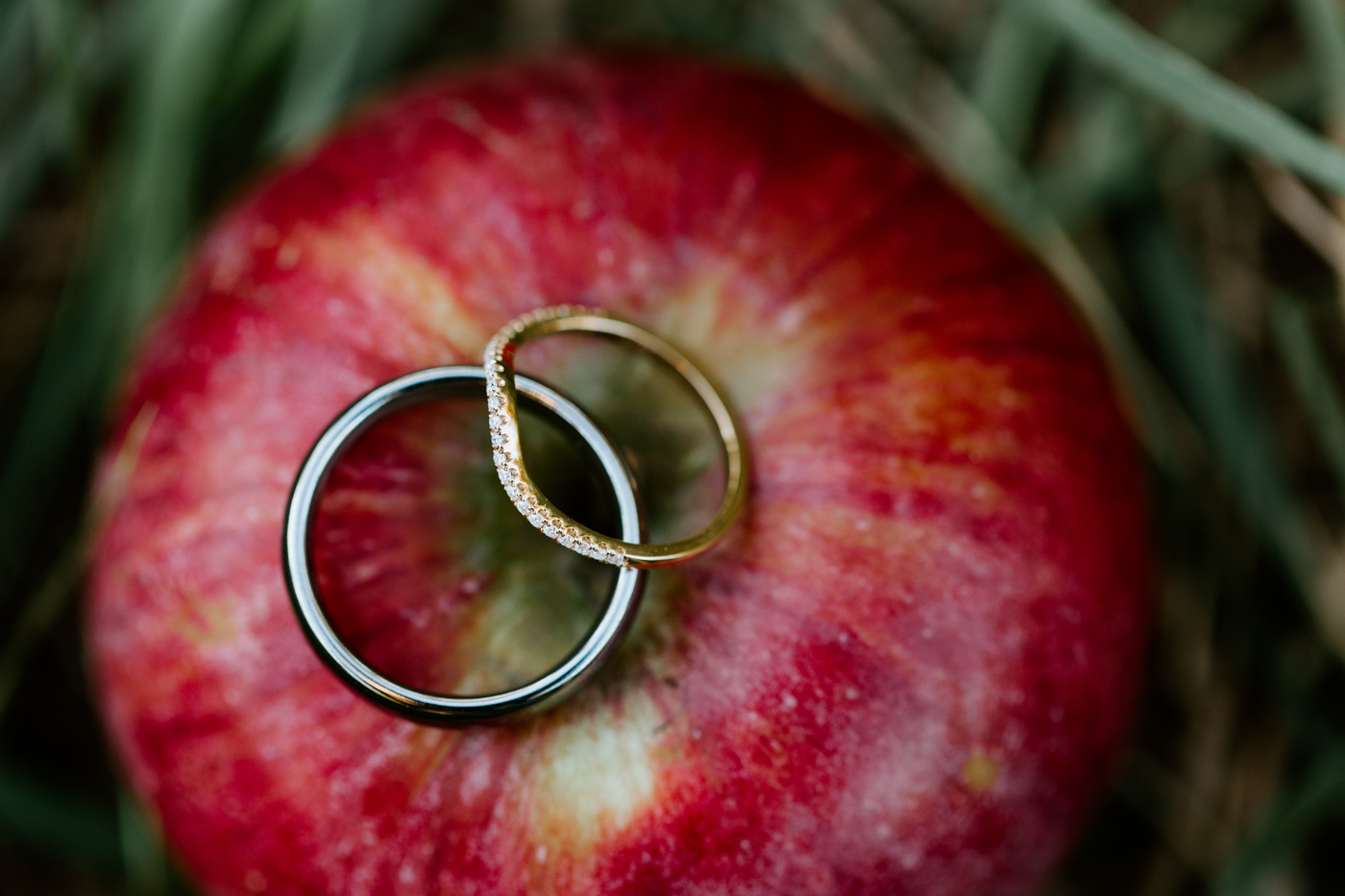 Apple orchard wedding photos. Orchard wedding photos. Mariage dans un verger de pommes en automne. Mariage à l'Érablière Charbonneau. Photographe de mariage en Montérégie. Monteregie wedding photographer.