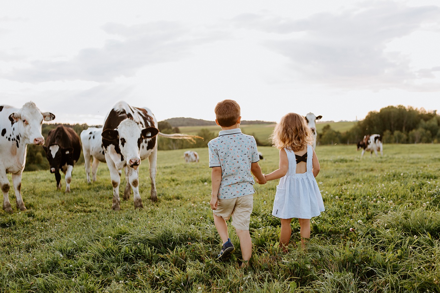 Dairy farm photos with cows. Farm photo session. Family photos with cows. Countryside family photos. Séance photo à la ferme avec des vaches. Séance photo ferme laitière. Photographe de famille à Montréal. Montreal family photographer.