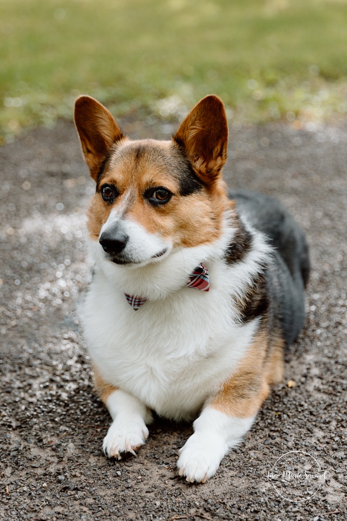 Wedding photos with dog. Two brides wedding photos. Same sex wedding photos. Plus size brides wedding photos. Mariage avec deux femmes. Mariage LGBTQ+ au Saguenay-Lac-Saint-Jean. Photographe de mariage au Saguenay.