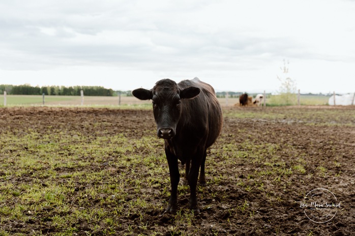Maternity photos with cows. Countryside maternity photos. Séance maternité à la ferme avec des vaches. Dairy farm maternity photos. Photographe de maternité en Montérégie. Monteregie maternity photographer.