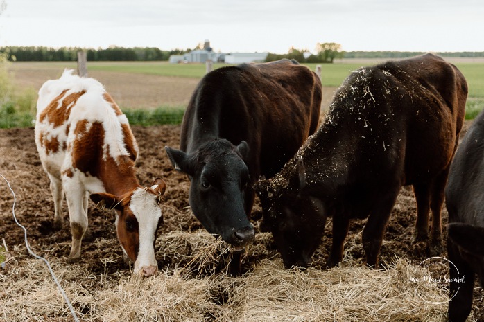 Maternity photos with cows. Countryside maternity photos. Séance maternité à la ferme avec des vaches. Dairy farm maternity photos. Photographe de maternité en Montérégie. Monteregie maternity photographer.