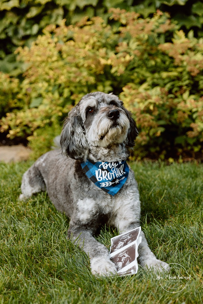 Maternity photos with dog. Maternity photos with pets. Photographe à Pointe-Claire. Photos de maternité dans le West Island. Pointe-Claire photographer. West Island maternity photographer.