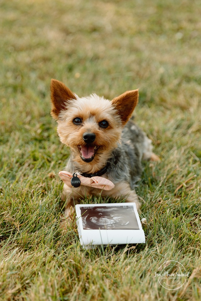 Maternity photos with dog. Maternity photos with pet. Countryside maternity photos. Wild field maternity photos. Séance photo au parc Maisonneuve. Maisonneuve Park photoshoot. Photographe maternité à Montréal. Montreal maternity photographer.