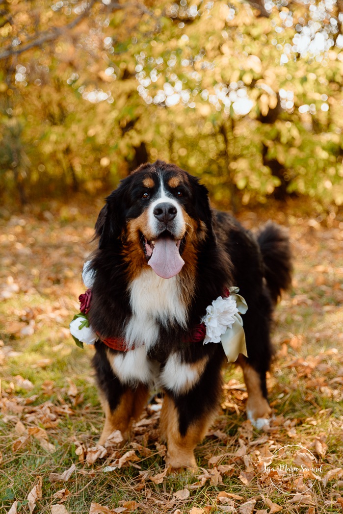 Fall wedding photos. Wedding photos with dog. Large dog wedding photos. Mariage au Domaine St-Simon en automne. Photographe de mariage en Montérégie. Domaine St-Simon wedding.